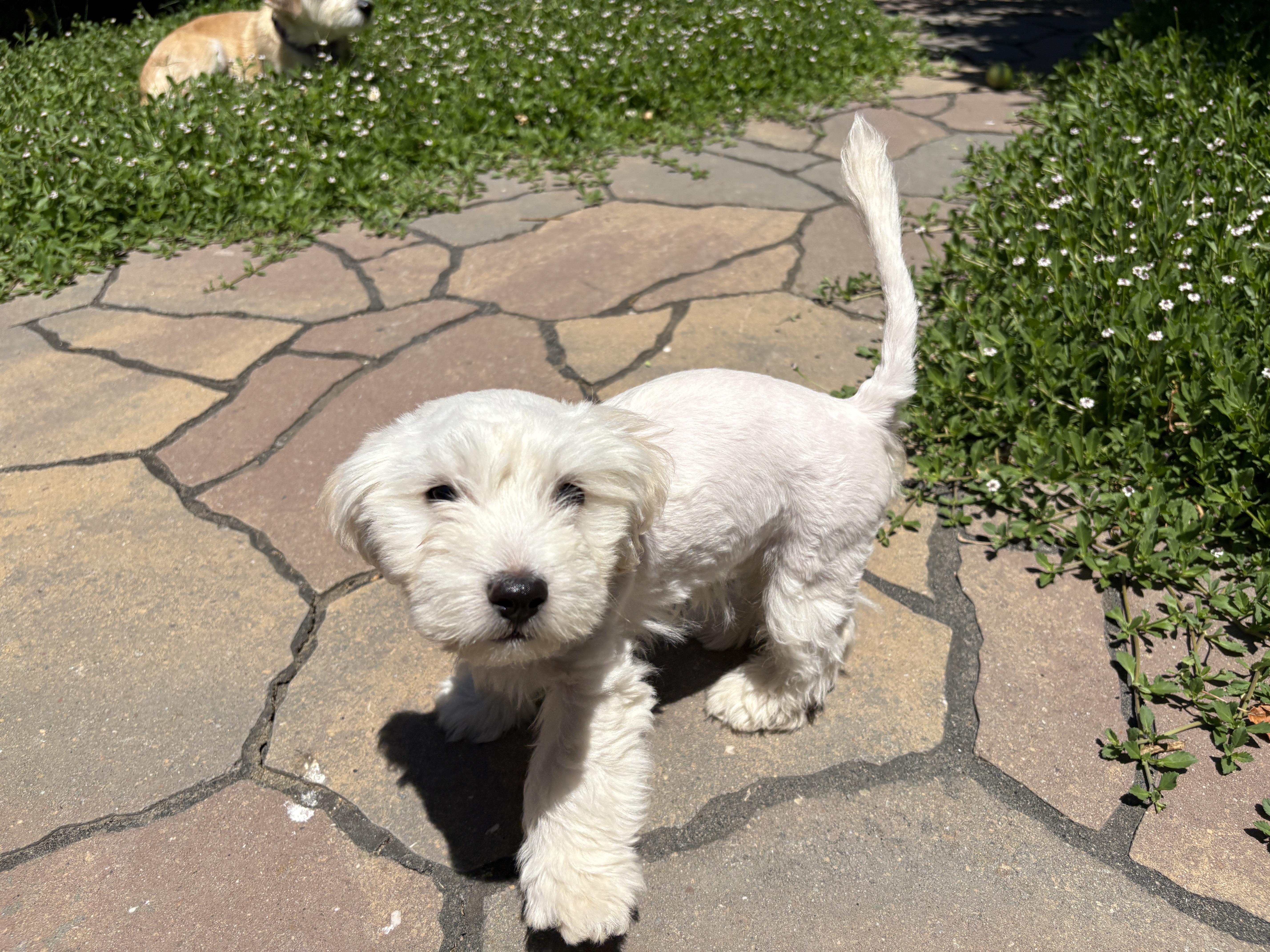 Foster Dog